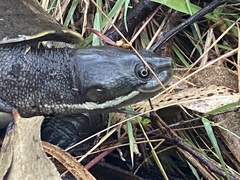 Emydura macquarii