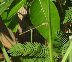 Ceriagrion cerinorubellum