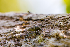 Coptops leucostictica