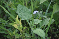 Heliotropium indicum