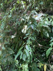 Stachyurus himalaicus