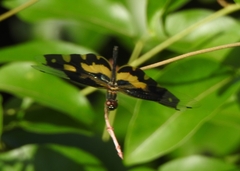 Rhyothemis variegata
