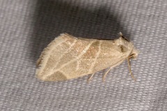 Plagiomimicus tepperi