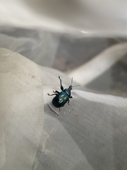 Attelabidae