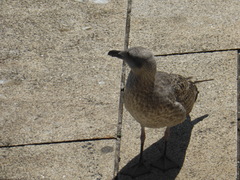 Larus