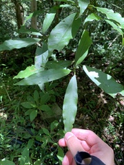 Machilus