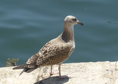 Larus