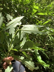 Machilus