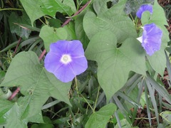 Ipomoea nil