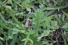Parthenium hysterophorus