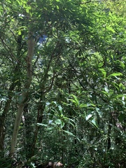 Machilus