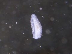 Polycladida