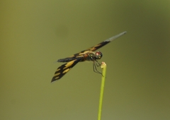 Rhyothemis variegata