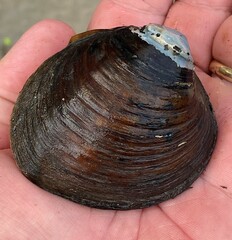 Reginaia ebenus