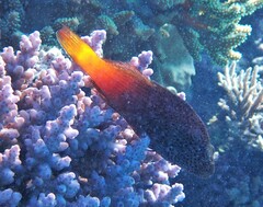 Paracirrhites forsteri