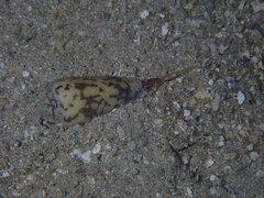 Conus striatus