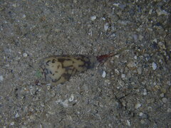 Conus striatus
