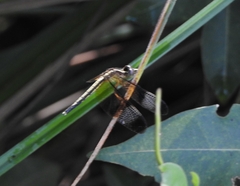 Neurothemis tullia
