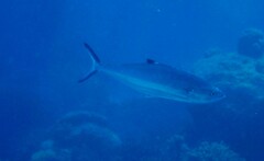 Scomberoides lysan