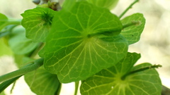 Acalypha claoxyloides