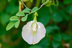 Clitoria ternatea