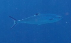 Scomberoides lysan
