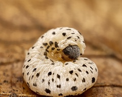 Tenthredo scrophulariae