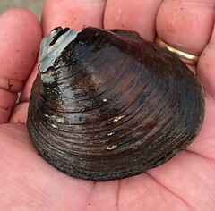 Reginaia ebenus