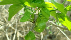 Acalypha claoxyloides