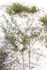 Zieria laxiflora