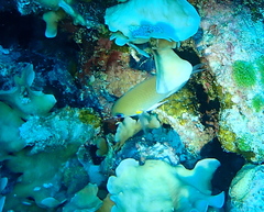 Pycnochromis amboinensis