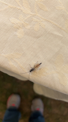 Campopleginae