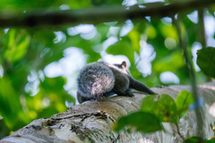 Callosciurus erythraeus