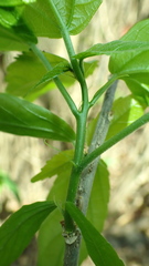 Acalypha claoxyloides