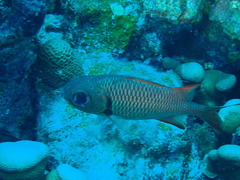 Myripristis