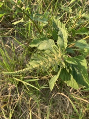 Amaranthus viridis