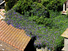 Ipomoea indica