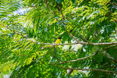 Anthreptes malacensis