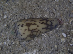 Conus striatus