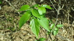 Acalypha claoxyloides
