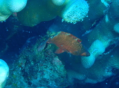 Cheilinus oxycephalus