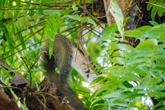 Callosciurus
