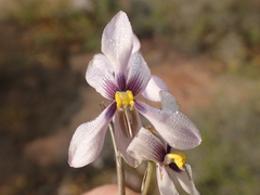 Cyanella orchidiformis
