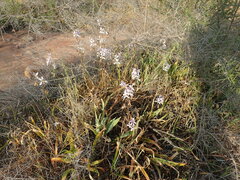 Cyanella orchidiformis
