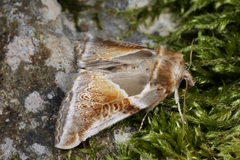 Habrosyne pyritoides