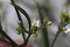 Zieria laxiflora