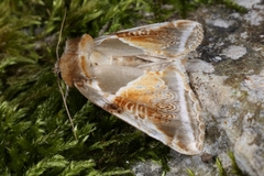 Habrosyne pyritoides