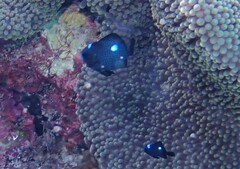 Dascyllus trimaculatus