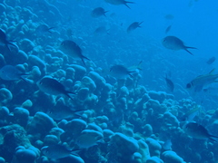 Chromis ternatensis