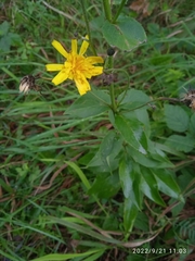 Hieracium